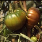 Tomato: Black Krim plug plant