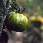 Tomato: Green Zebra plug plant