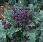 Sprouting Broccoli: Red Fire F1