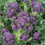 Sprouting Broccoli: Claret F1