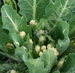 Sprouting Broccoli: White Eye