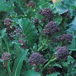 Sprouting Broccoli: Purple Sprouting Early