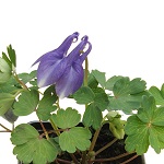 Aquilegia:  Alpina