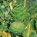 Globe Artichoke Seeds