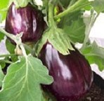 Aubergine: Black Beauty