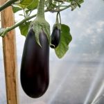 Aubergine:  Kazimir F1 plug plant