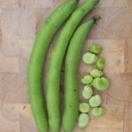 Broad Bean: Aquadulce Claudia