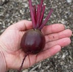 Beetroot: Boltardy