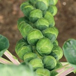 Brussels Sprouts: Crispus F1 
