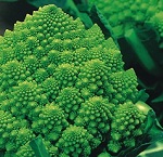 Romanesco Precoce