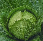 Cabbage: Tundra F1