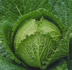 Cabbage: Tundra F1 seeds