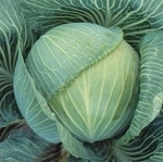 Cabbage: Kilaton F1