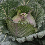 Cabbage: Marabel F1