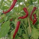 Chilli Pepper: Cayenne: Large Red Thick