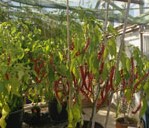 Chilli Pepper: Cayenne: Long Red Slim