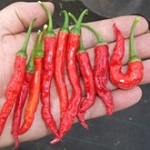 Chilli Pepper: Bangalore Torpedo