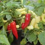 Chilli Pepper: Aji Hot  plug plant