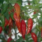 Chilli Pepper: Habanero: Hot Paper Lantern