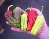 Chilli Pepper: Padron plug plant