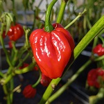 Chilli Pepper: Scotch Bonnet: Caribbean Antillais