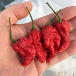 Chilli Pepper: Carolina Reaper