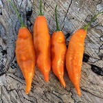 Chilli Pepper: Aji Mango  plug plant