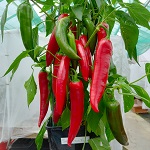 Chilli Pepper: Shakira  plug plant