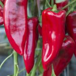 Sweet Pepper: Marmara  F1