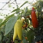 Chilli Pepper: Hungarian Hot Wax