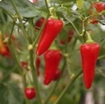 Chilli Pepper: Santa Fe Grande