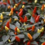 Chilli Pepper: Prairie Fire