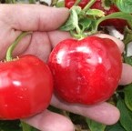 Chilli Pepper: Rocoto Red