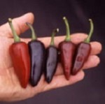 Chilli Pepper: Hungarian Black plug plant