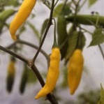 Chilli Pepper: Lemon Drop plug plant