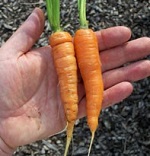 Carrot: Flyaway F1