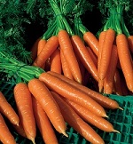 Carrot: Sylvano F1