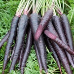 Carrot: Purple Sun F1