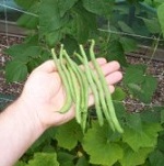 Climbing French Bean; Cobra