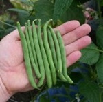 Climbing French Bean Seeds