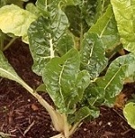 Chard: Fordhook Giant