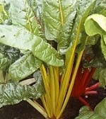 Chard: Giallo