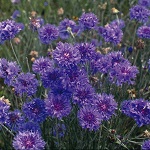 Cornflower: Crown Double Blue