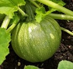 Courgette: Tondo di Chiaro di Nizza