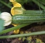 Courgette: Striato d'Italia