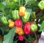 Chilli Pepper: Habanero: Fruitburst plug plant