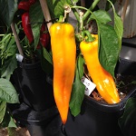 Sweet Pepper: Corno Giallo
