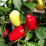 Sweet Pepper: Pusztagold plug plant