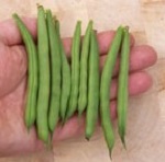 Dwarf French Bean Seeds