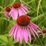 Echinacea: Purpurea